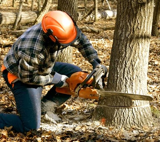 Tree Removal in Gunpowder, MD